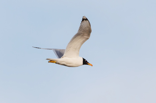 Gavión cabecinegro (Larus ichthyaetus)