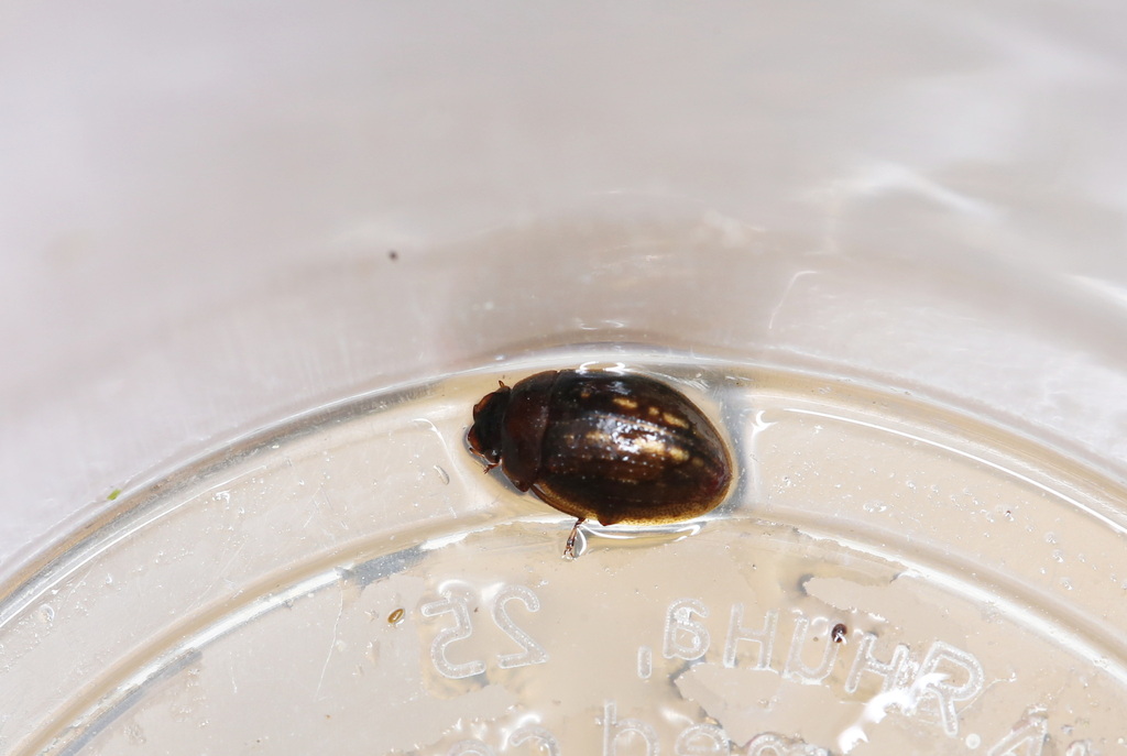 Spercheus emarginatus