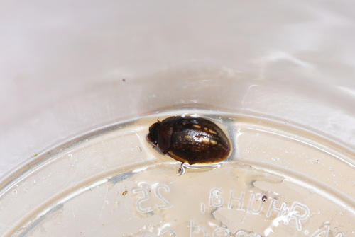 Spercheus emarginatus