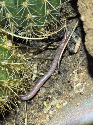 Western Threadsnake