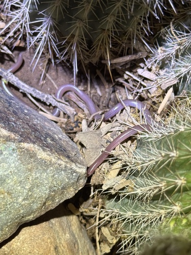 Western Threadsnake