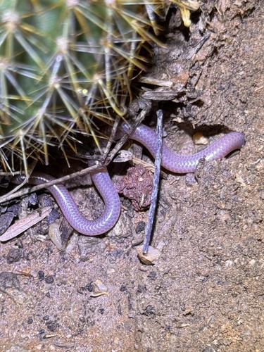 Western Threadsnake