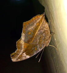 Junonia natalica natalica