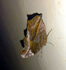 Junonia natalica natalica