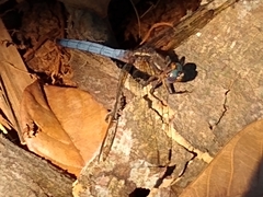 Orthetrum azureum