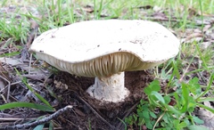 Amanita ochrophylla