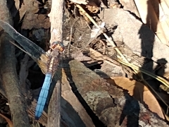 Orthetrum azureum