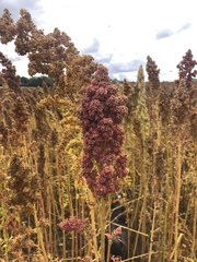 Chenopodium quinoa
