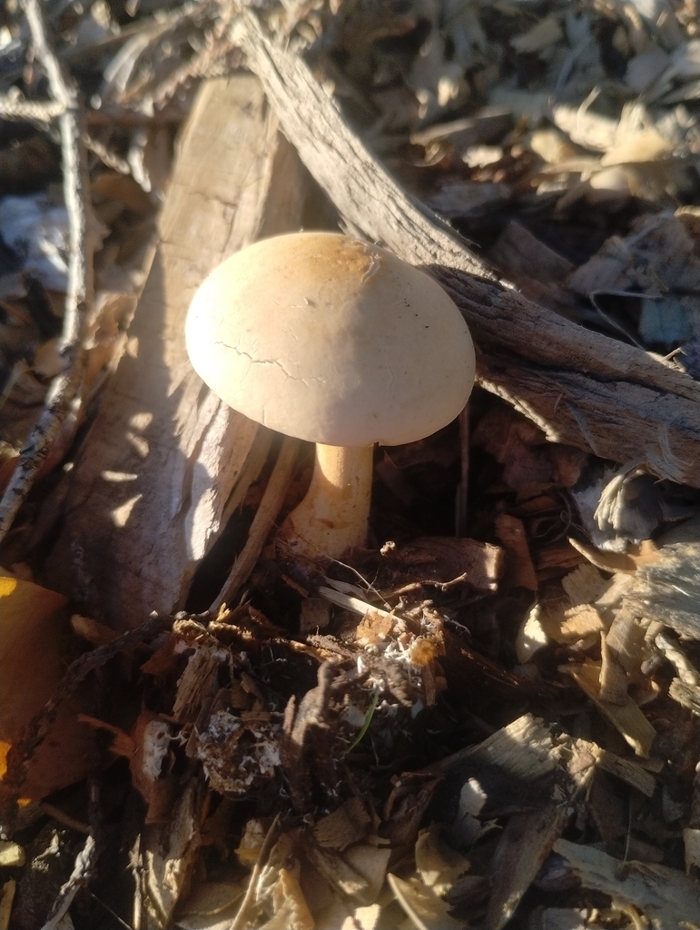 Agrocybe putaminum · May 2025 · photo: © notdoriangray (iNaturalist, cc-by)