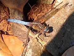 Orthetrum azureum