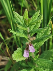 Teucrium scordium