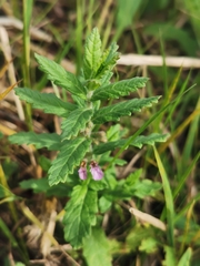 Teucrium scordium