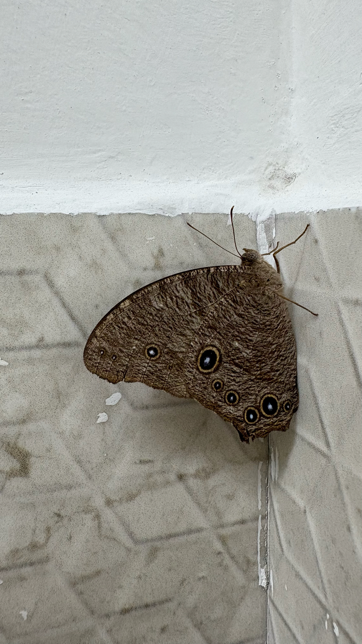 Common Evening Brown