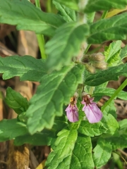 Teucrium scordium