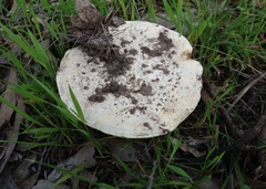 Amanita ochrophylla