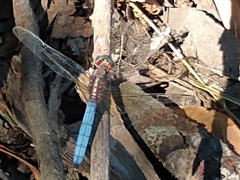 Orthetrum azureum