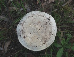 Amanita ochrophylla