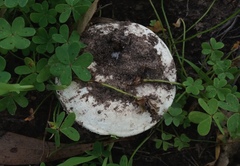 Amanita ochrophylla