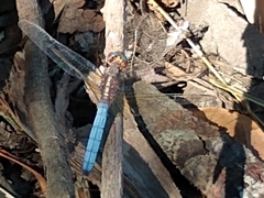 Orthetrum azureum
