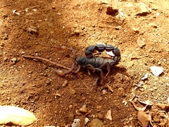 Parabuthus transvaalicus