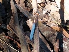 Orthetrum azureum