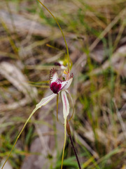Caladenia tentaculata × venusta