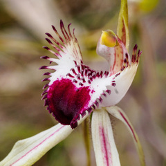 Caladenia tentaculata × venusta