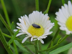 Limotettix anthracinus