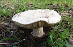 Amanita ochrophylla