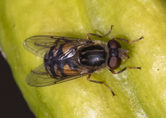 Parhelophilus rex