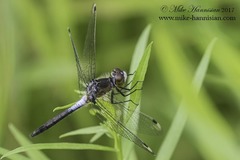 Leucorrhinia frigida