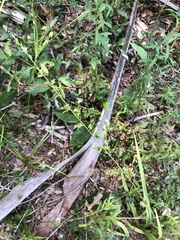 Chasmanthium nitidum