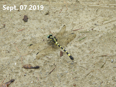 Lamelligomphus ringens