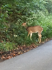 Odocoileus virginianus virginianus