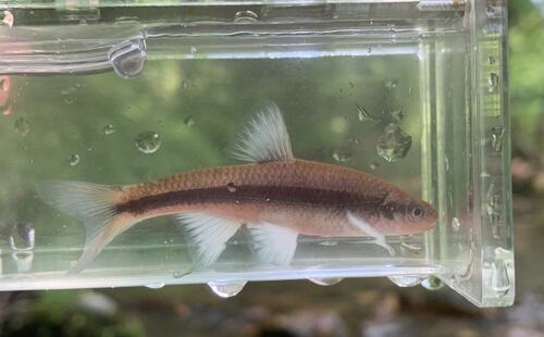 Greenhead shiner (Notropis chlorocephalus) — Cyprinidae — 4