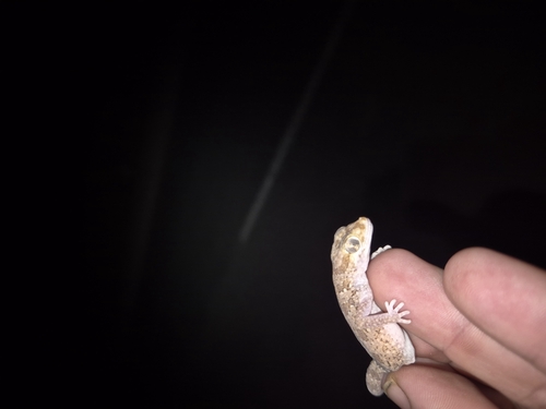 Northern Elegant Gecko