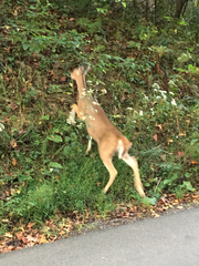 Odocoileus virginianus virginianus