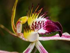 Caladenia tentaculata × venusta