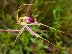 Caladenia tentaculata × venusta