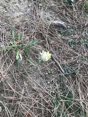 Urospermum dalechampii