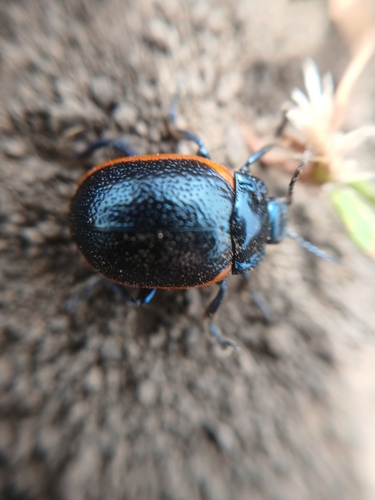 Toadflax Leaf Beetle