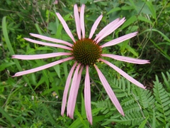 Echinacea laevigata