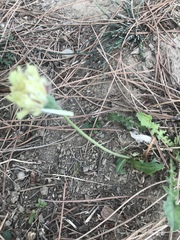 Urospermum dalechampii