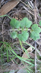 Alchemilla capensis