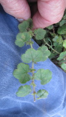 Alchemilla capensis