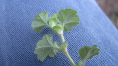 Alchemilla capensis