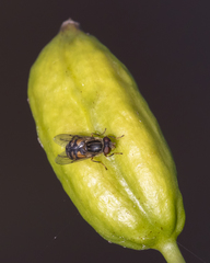 Parhelophilus rex