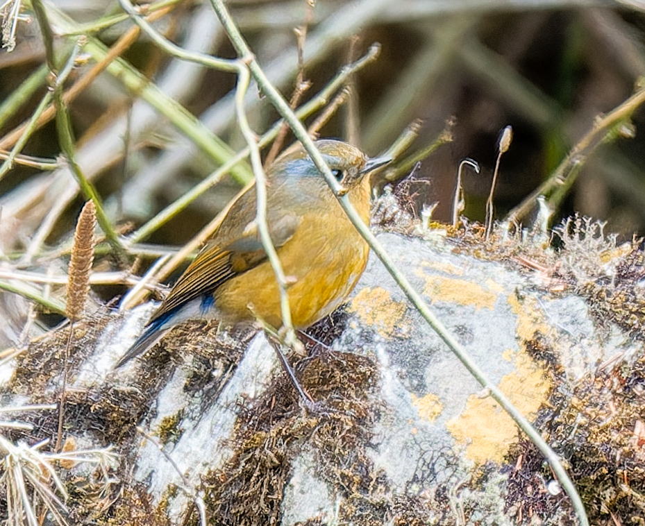 Rufous-breasted Bush Robin