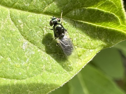 Unknown species found near W Kodiak Dr, Meridian, ID, US