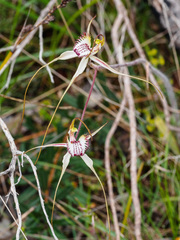Caladenia tentaculata × venusta